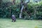 Capybara grazing on grass inside private property. The cabycara is a calm and gentle mammal, very common in Rio de Janeiro..