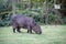 Capybara grazing on grass inside private property. The cabycara is a calm and gentle mammal, very common in Rio de Janeiro..