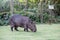 Capybara grazing on grass inside private property. The cabycara is a calm and gentle mammal, very common in Rio de Janeiro