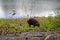 Capybara grazing, Hydrochoerus hydrochaeris, Rio