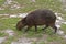 Capybara grazing, Hydrochoerus hydrochaeris, Rio