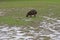 Capybara grazing, Hydrochoerus hydrochaeris, Rio