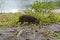 Capybara grazing, Hydrochoerus hydrochaeris, Rio