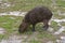 Capybara grazing, Hydrochoerus hydrochaeris, Rio