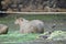 The capybara or greater capybara (Hydrochoerus hydrochaeris)