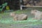 The capybara or greater capybara (Hydrochoerus hydrochaeris)