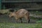 The capybara or greater capybara (Hydrochoerus hydrochaeris)