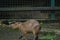 The capybara or greater capybara (Hydrochoerus hydrochaeris)