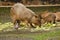 The capybara or greater capybara (Hydrochoerus hydrochaeris)