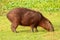 The capybara or greater capybara (Hydrochoerus hydrochaeris) is a giant cavy rodent native to South America.