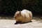 The capybara on ground