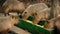 Capybara Group Eating From Tray