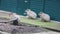 Capybara group of three resting