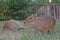 Capybara hanging out with a tortoise