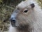 Capybara head