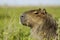 Capybara head while resting