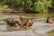 Capybara Herd on Alert in Water