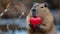 Capybara holds a big red heart in her paws on a minimalistic bright background