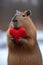 Capybara holds a big red heart in her paws on a minimalistic bright background