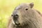 Capybara Hydrochaeris hydrochaeris