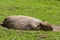 Capybara (Hydrochaeris hydrochaeris)