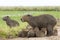 Capybara Hydrochaeris hydrochaeris family in water