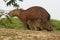 Capybara, Hydrochoerus hydrochaeris