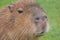 Capybara - Hydrochoerus hydrochaeris