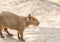 Capybara hydrochoerus hydrochaeris