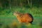 Capybara, Hydrochoerus hydrochaeris, Biggest mouse in water with evening light during sunset, Pantanal, Brazil. Wildlife scene fro