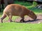 Capybara Hydrochoerus hydrochaeris, Capivara, Carpincho, Ronsoco, Wasserschwein, Capibara, Carpincho, maiale d`acqua, Quiuit