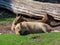 Capybara Hydrochoerus hydrochaeris, Capivara, Carpincho, Ronsoco, Wasserschwein, Capibara, Carpincho, maiale d`acqua, Quiuit