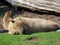 Capybara Hydrochoerus hydrochaeris, Capivara, Carpincho, Ronsoco, Wasserschwein, Capibara, Carpincho, maiale d`acqua, Quiuit