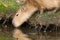 Capybara (Hydrochoerus hydrochaeris) drinking