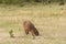 Capybara, hydrochoerus hydrochaeris, eating in Palmar National Park, Argentina