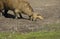 CAPYBARA hydrochoerus hydrochaeris, FEMALE WITH BABY, PANTANAL IN BRAZIL