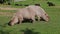 Capybara, Hydrochoerus hydrochaeris grazing on fresh green grass