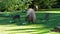 Capybara, Hydrochoerus hydrochaeris grazing on fresh green grass