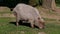 Capybara, Hydrochoerus hydrochaeris grazing on fresh green grass