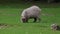 Capybara, Hydrochoerus hydrochaeris grazing on fresh green grass