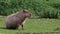 Capybara, Hydrochoerus hydrochaeris grazing on fresh green grass