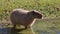 Capybara, Hydrochoerus hydrochaeris grazing on fresh green grass