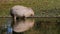 Capybara, Hydrochoerus hydrochaeris grazing on fresh green grass