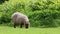 Capybara, Hydrochoerus hydrochaeris grazing on fresh green grass