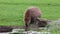 Capybara, Hydrochoerus hydrochaeris grazing on fresh green grass