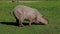 Capybara, Hydrochoerus hydrochaeris grazing on fresh green grass