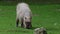 Capybara, Hydrochoerus hydrochaeris grazing on fresh green grass