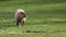 Capybara, Hydrochoerus hydrochaeris grazing on fresh green grass