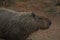 Capybara (Hydrochoerus hydrochaeris), greater capybara, capivara, capincho, BioParque, Rio de Janeiro, Brazil