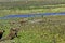 CAPYBARA hydrochoerus hydrochaeris, GROUP RUNNING TO RIVER, LOS LIANOS IN VENEZUELA